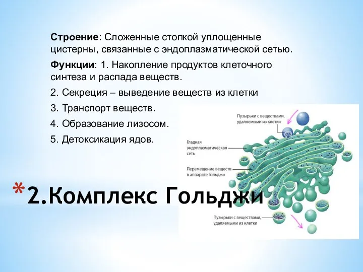 2.Комплекс Гольджи Строение: Сложенные стопкой уплощенные цистерны, связанные с эндоплазматической сетью.