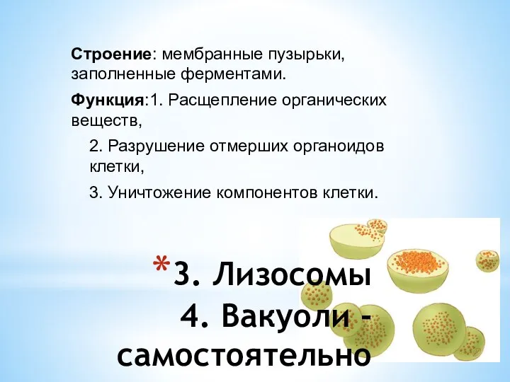 3. Лизосомы 4. Вакуоли - самостоятельно Строение: мембранные пузырьки, заполненные ферментами.