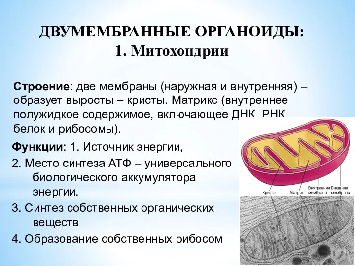 ДВУМЕМБРАННЫЕ ОРГАНОИДЫ: 1. Митохондрии Строение: две мембраны (наружная и внутренняя) –