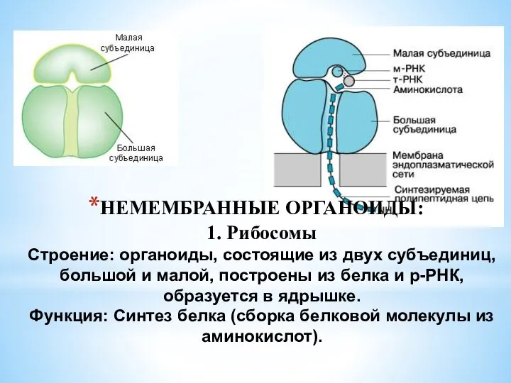 НЕМЕМБРАННЫЕ ОРГАНОИДЫ: 1. Рибосомы Строение: органоиды, состоящие из двух субъединиц, большой