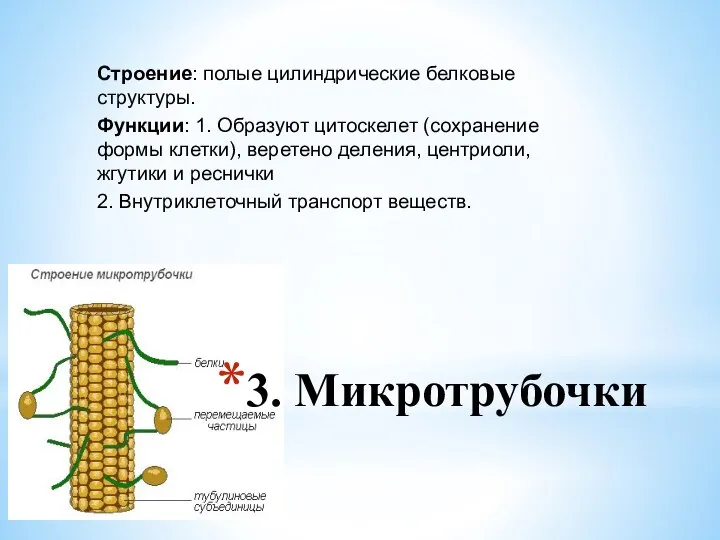 3. Микротрубочки Строение: полые цилиндрические белковые структуры. Функции: 1. Образуют цитоскелет