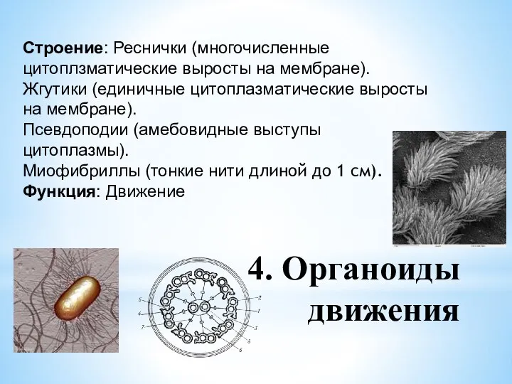 4. Органоиды движения Строение: Реснички (многочисленные цитоплзматические выросты на мембране). Жгутики