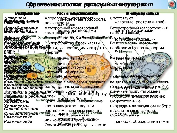 Сравнение клеток прокариот и эукариот Сравнение клеток растений и животных