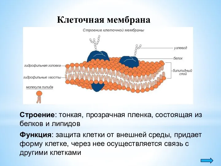 Клеточная мембрана Строение: тонкая, прозрачная пленка, состоящая из белков и липидов