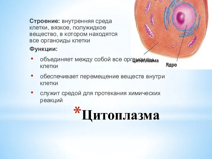 Цитоплазма Строение: внутренняя среда клетки, вязкое, полужидкое вещество, в котором находятся