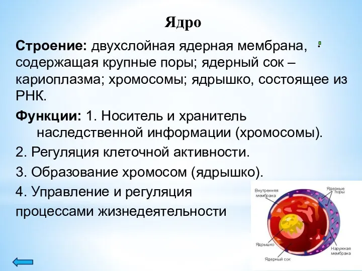 Ядро Строение: двухслойная ядерная мембрана, содержащая крупные поры; ядерный сок –