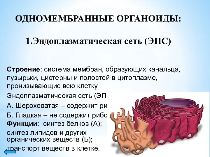 ОДНОМЕМБРАННЫЕ ОРГАНОИДЫ: 1.Эндоплазматическая сеть (ЭПС) Строение: система мембран, образующих канальца, пузырьки,