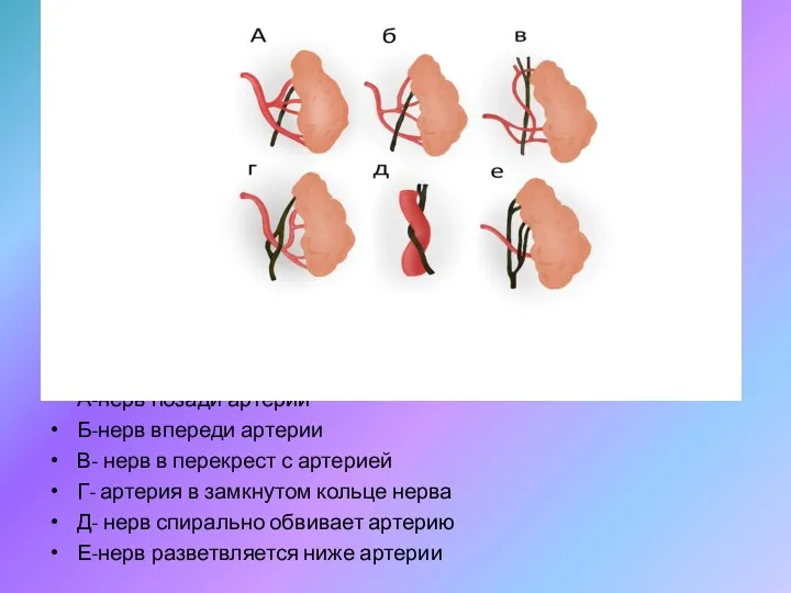 А-нерв позади артерии Б-нерв впереди артерии В- нерв в перекрест с