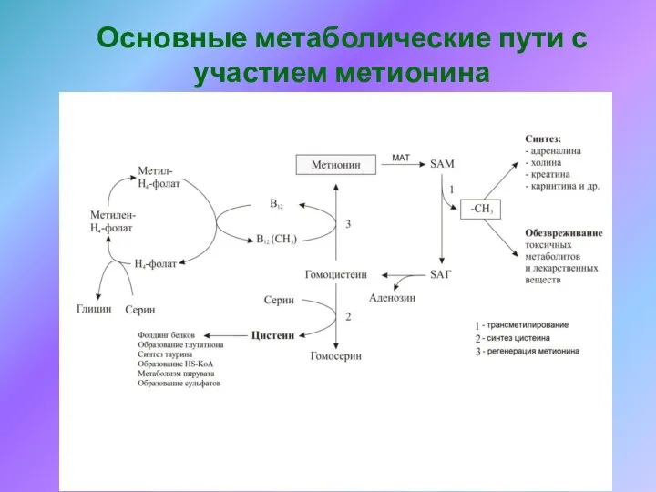 Основные метаболические пути с участием метионина