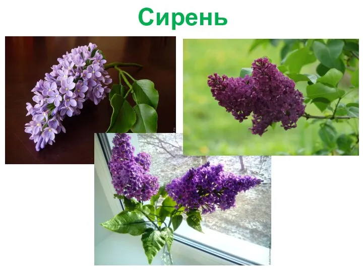 Сирень