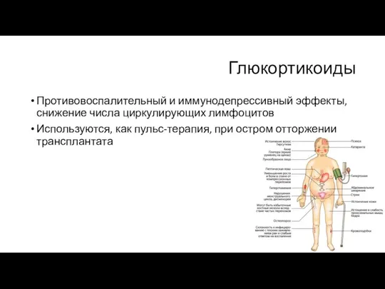 Глюкортикоиды Противовоспалительный и иммунодепрессивный эффекты, снижение числа циркулирующих лимфоцитов Используются, как пульс-терапия, при остром отторжении трансплантата