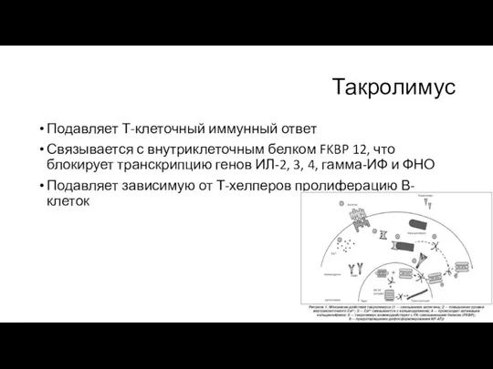 Такролимус Подавляет Т-клеточный иммунный ответ Связывается с внутриклеточным белком FKBP 12,