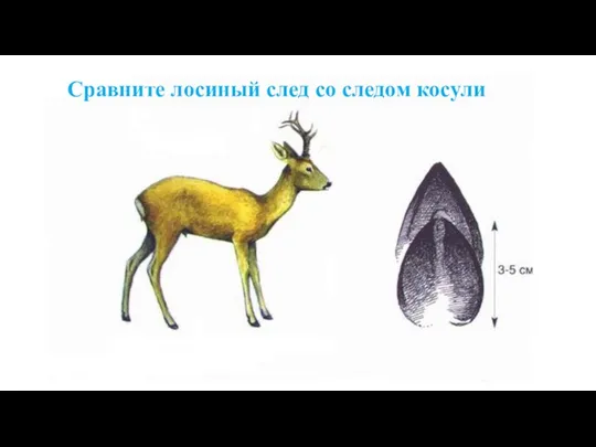 Сравните лосиный след со следом косули