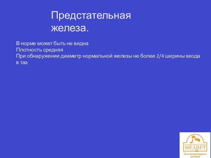 Предстательная железа. В норме может быть не видна Плотность средняя При