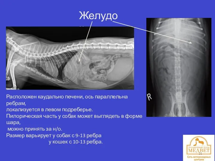 Желудок. Расположен каудально печени, ось параллельна ребрам, локализуется в левом подреберье.