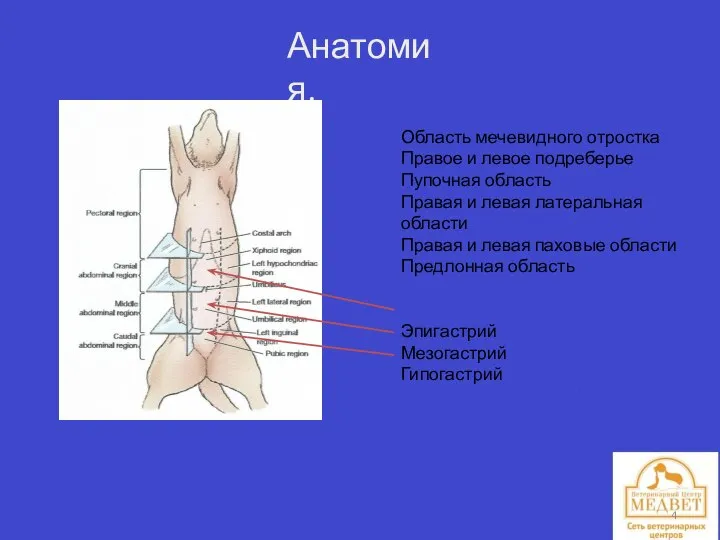 Анатомия. Область мечевидного отростка Правое и левое подреберье Пупочная область Правая