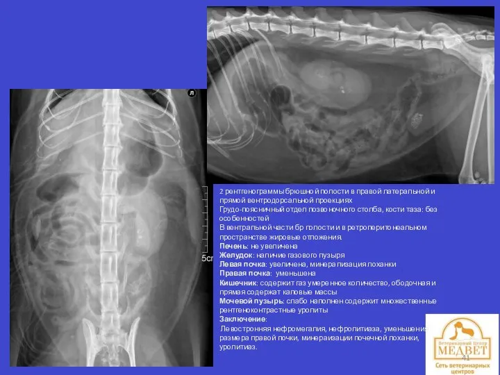2 рентгенограммы брюшной полости в правой латеральной и прямой вентродорсальной проекциях