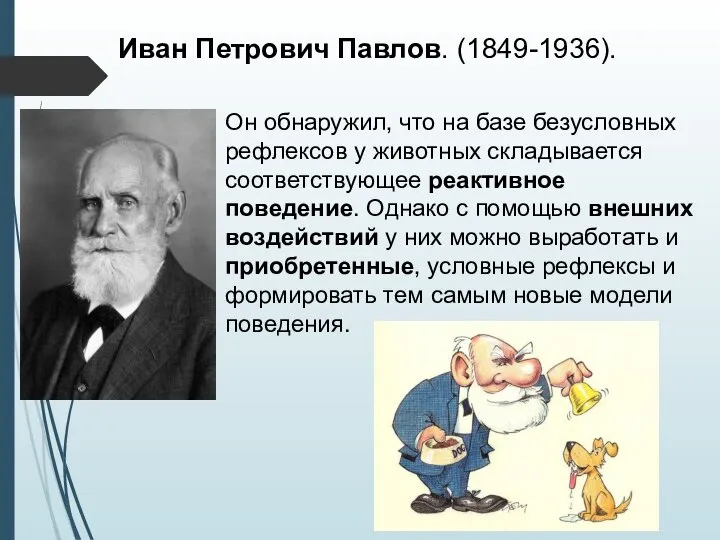 Иван Петрович Павлов. (1849-1936). Он обнаружил, что на базе безусловных рефлексов