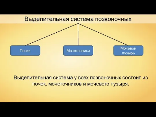 Выделительная система позвоночных Выделительная система у всех позвоночных состоит из почек,