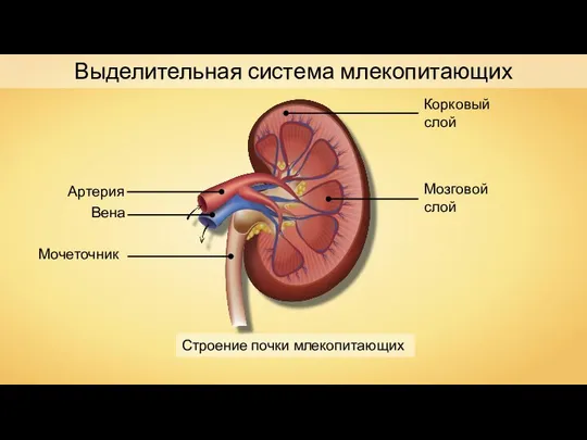 Выделительная система млекопитающих Строение почки млекопитающих Артерия Вена Мочеточник Корковый слой Мозговой слой