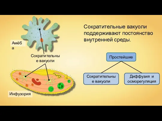 Инфузория Амёба Сократительные вакуоли Сократительные вакуоли поддерживают постоянство внутренней среды. Простейшие Диффузия и осморегуляция Сократительные вакуоли