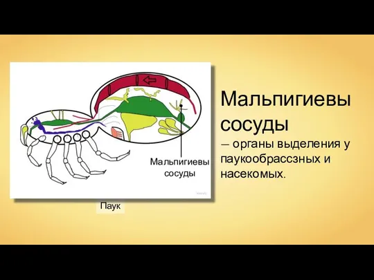 Паук Wassily Мальпигиевы сосуды — органы выделения у паукообрассзных и насекомых. Мальпигиевы сосуды