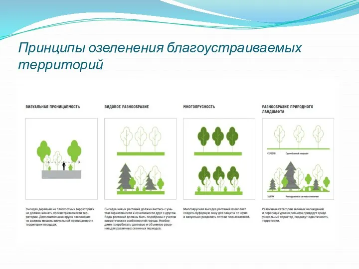 Принципы озеленения благоустраиваемых территорий