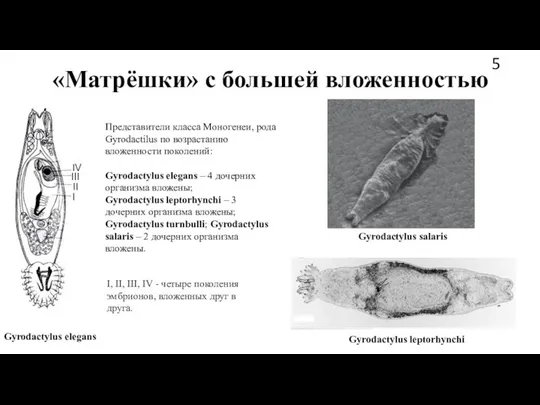 «Матрёшки» с большей вложенностью Gyrodactylus elegans I, II, III, IV -