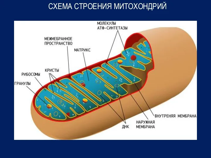 СХЕМА СТРОЕНИЯ МИТОХОНДРИЙ