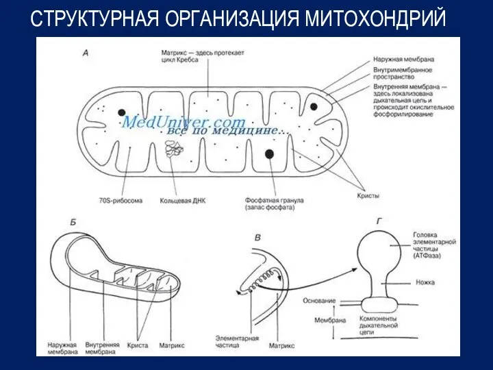 СТРУКТУРНАЯ ОРГАНИЗАЦИЯ МИТОХОНДРИЙ