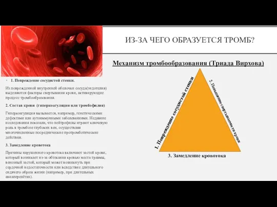 ИЗ-ЗА ЧЕГО ОБРАЗУЕТСЯ ТРОМБ? 1. Повреждение сосудистой стенки. Из поврежденной внутренней