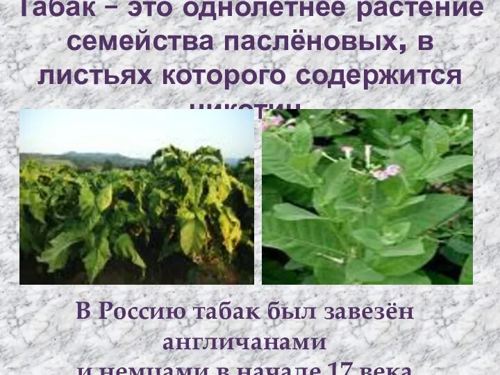Табак – это однолетнее растение семейства паслёновых, в листьях которого содержится