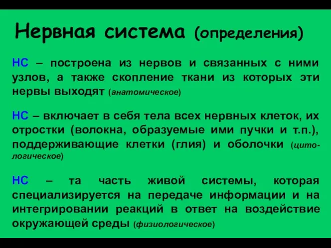 Нервная система (определения) НС – построена из нервов и связанных с