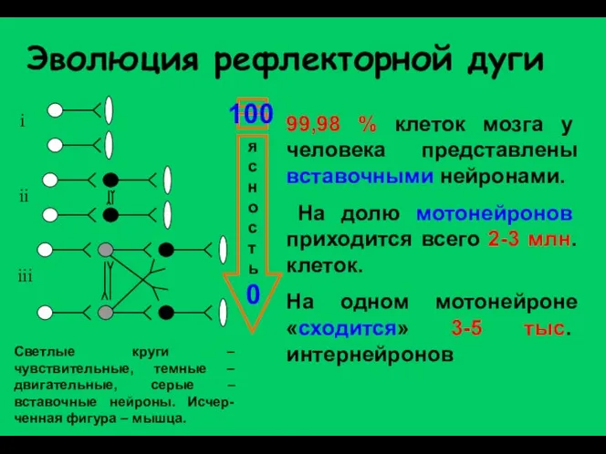 Эволюция рефлекторной дуги i iii ii Светлые круги – чувствительные, темные