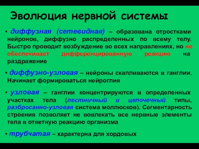 Эволюция нервной системы диффузная (сетевидная) – образована отростками нейронов, диффузно распределенных