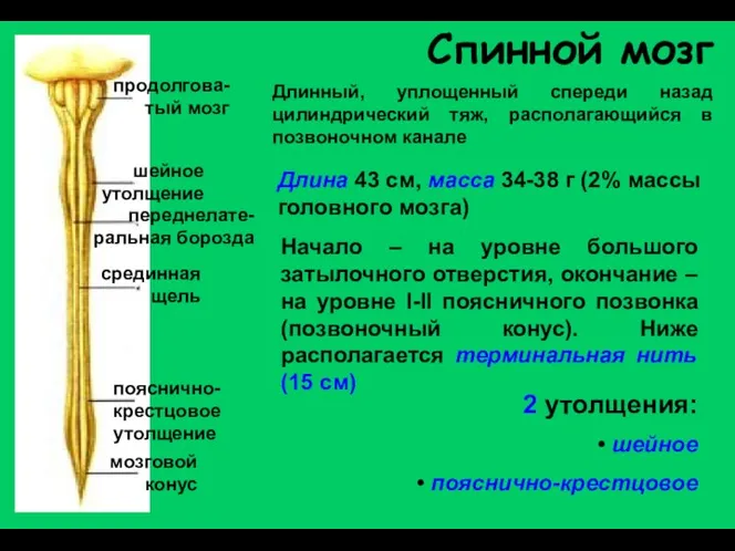 Спинной мозг продолгова-тый мозг шейное утолщение переднелате-ральная борозда срединная щель пояснично-крестцовое