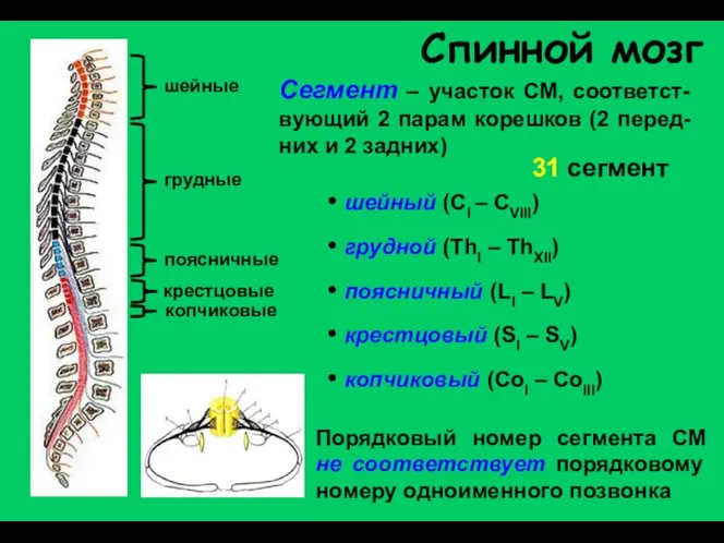 Спинной мозг шейные грудные поясничные крестцовые копчиковые Сегмент – участок СМ,