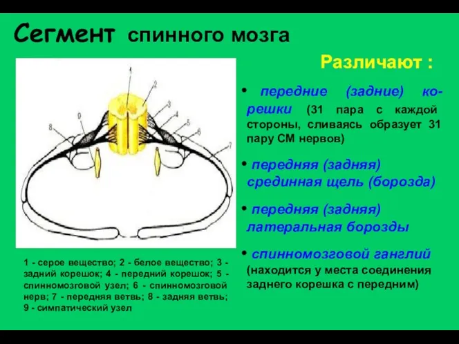 Сегмент спинного мозга 1 - серое вещество; 2 - белое вещество;