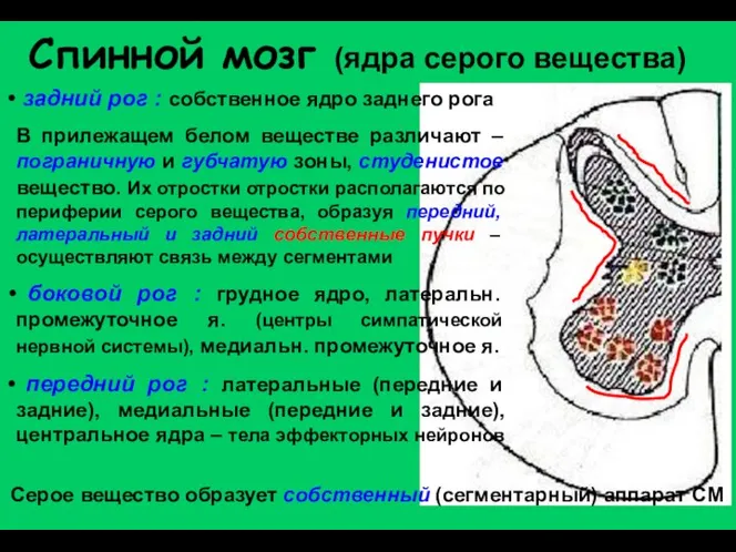 Спинной мозг (ядра серого вещества) задний рог : собственное ядро заднего