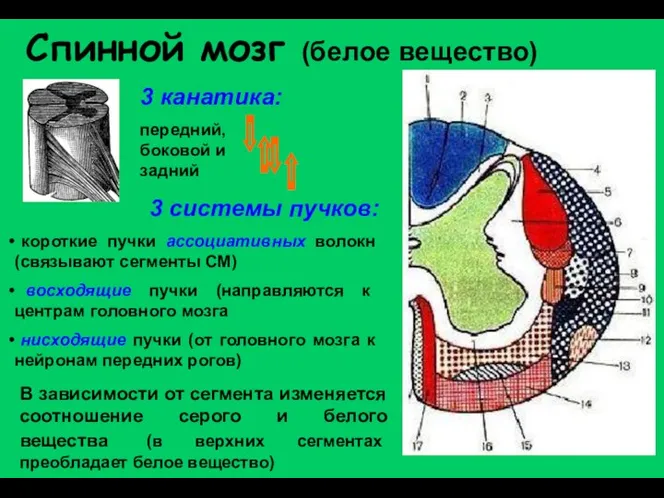 Спинной мозг (белое вещество) 3 канатика: передний, боковой и задний 3