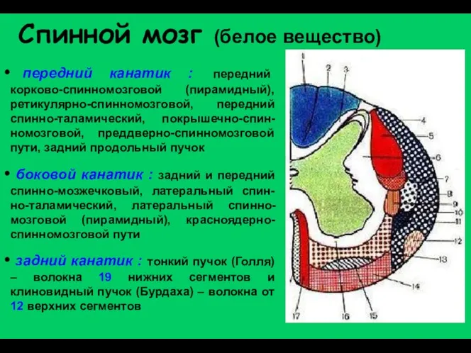 Спинной мозг (белое вещество) передний канатик : передний корково-спинномозговой (пирамидный), ретикулярно-спинномозговой,