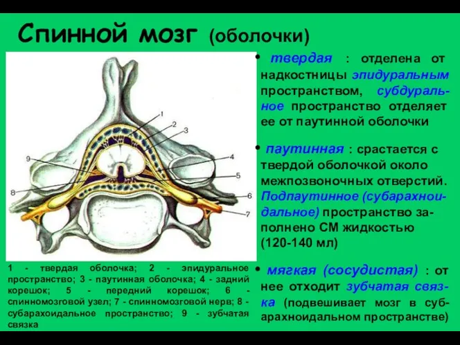 1 - твердая оболочка; 2 - эпидуральное пространство; 3 - паутинная