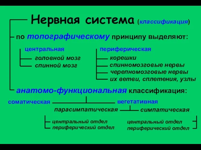 Нервная система (классификация) по топографическому принципу выделяют: центральная головной мозг спинной