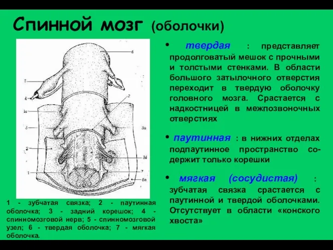 1 - зубчатая связка; 2 - паутинная оболочка; 3 - задний