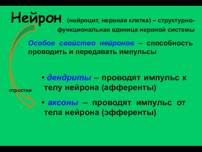 Нейрон (нейроцит, нервная клетка) – структурно-функциональная единица нервной системы Особое свойство