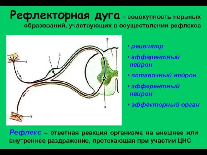 Рефлекторная дуга – совокупность нервных образований, участвующих в осуществлении рефлекса рецептор