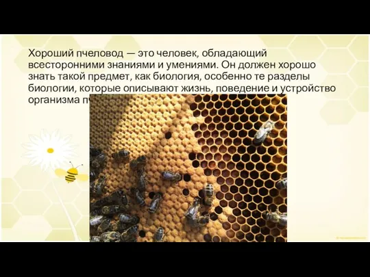 Хороший пчеловод — это человек, обладающий всесторонними знаниями и умениями. Он