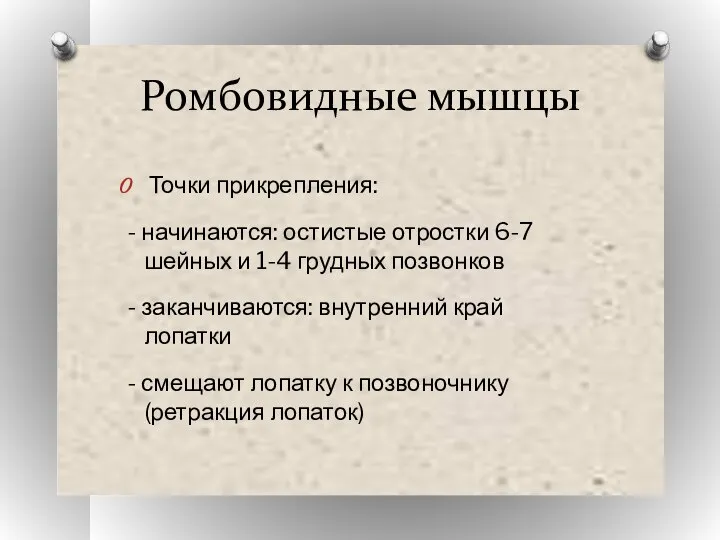 Ромбовидные мышцы Точки прикрепления: - начинаются: остистые отростки 6-7 шейных и