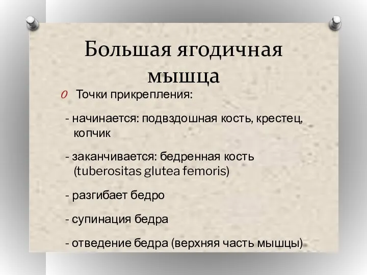 Большая ягодичная мышца Точки прикрепления: - начинается: подвздошная кость, крестец, копчик