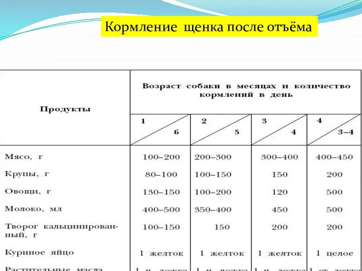 Кормление щенка после отъёма